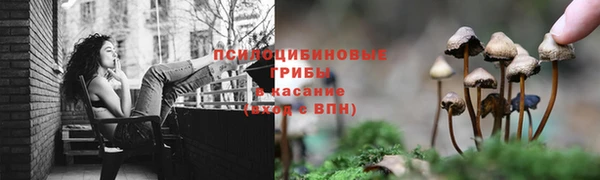 прущие грибы Каменка